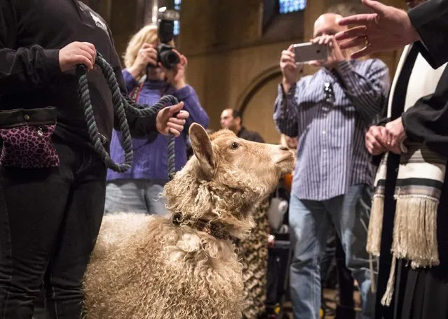 A pet is blessed during the “Blessing of the Animals” at the Christ Church United Methodist in Manhattan, New York December 7, 2014. (Photo by Elizabeth Shafiroff/Reuters)