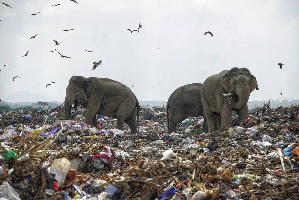 A Look at Life in Sri Lanka