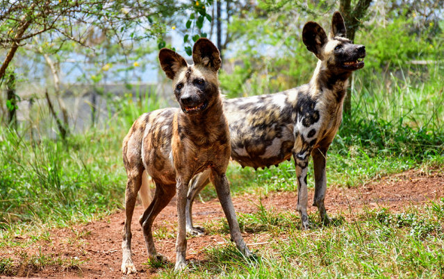 African wild dogs imported from South Africa, as part of efforts to reintroduce the endangered mammal, roam at the Conservation Through Commercialization conservation park, a privately managed wildlife facility founded in 2015 combining wildlife breeding and commercial purposes with educational initiatives to fund conservation efforts, in Mpigi district, Uganda on September 19, 2025. (Photo by Abubaker Lubowa/Reuters)