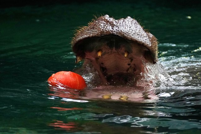 A hippopotamus goes for a pumpkin during the upcoming halloween festivities at the Prague Zoo, Czech Republic, Tuesday, October 28, 2025. (Photo by Petr David Josek/AP Photo)