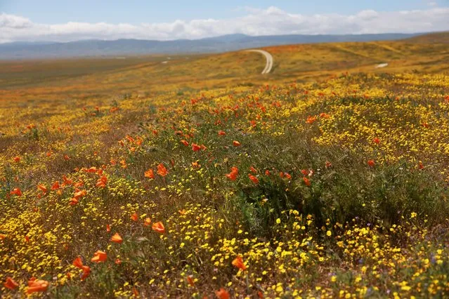 A genral view of field of poppies and other wildflowers near the Antelope Valley California Poppy Reserve in Lancaster, California, U.S., April 13, 2023. (Photo by Aude Guerrucci/Reuters)