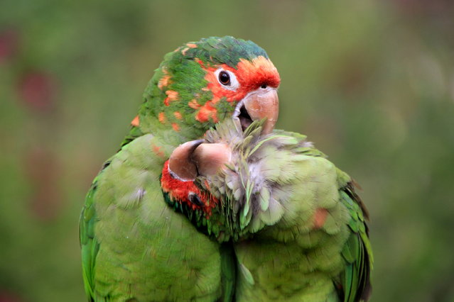 “Bird Love”. Two Red-masked Parakeets posing for the camera. Seen near Cuzco, Peru. (Photo and caption by Dirk Kanz/National Geographic Traveler Photo Contest)