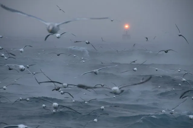 “Ship in the Distance”. A ship approaches in the Bering Sea. They are coming to unload their catch of pollock to the mothership. The cold air steams in the even colder air. Seagulls and Northern Fulmars follow behind the ships while they process the fish. Location: Bering Sea, Alaska. (Photo and caption by Jennifer Padilla/National Geographic Traveler Photo Contest)