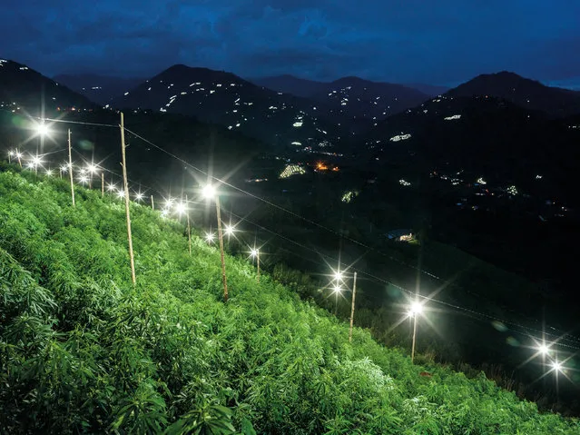 Cannabis, seen here, and coca leaves (for cocaine production) are grown openly and extensively in these mountains only a few hours from the city of Cali. To help stimulate cannabis production artificial lighting is used during the night for the first two months of cultivation. In the background of this image light bulbs can be seen across the landscape, revealing the vast extent of cannabis production in the area. (Photo by Mads Nissen/Politiken/The Guardian/Panos Pictures)