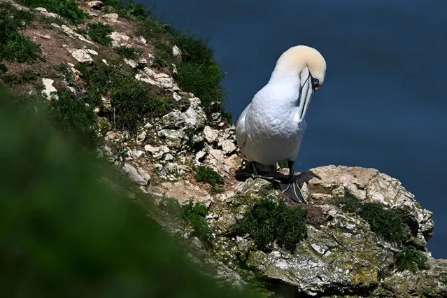 A gannet preens its feathers at RSPB (Royal Society for the Protection of Birds) Bempton Cliffs near Bridlington, Northern England on May 23, 2023. Seabirds migrate in large numbers from warmer climates to nest on the chalk cliffs at Bempton where they will spend the summer breeding and rearing their young. (Photo by Oli Scarff/AFP Photo)