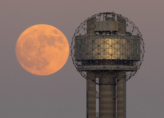 The moon rises behind Reunion Tower in downtown Dallas, Sunday evening, November 13, 2016. On Monday the supermoon will be the closest full moon to earth since 1948, and it won't be as close again until 2034. (Photo by Tom Fox/The Dallas Morning News via AP Photo)