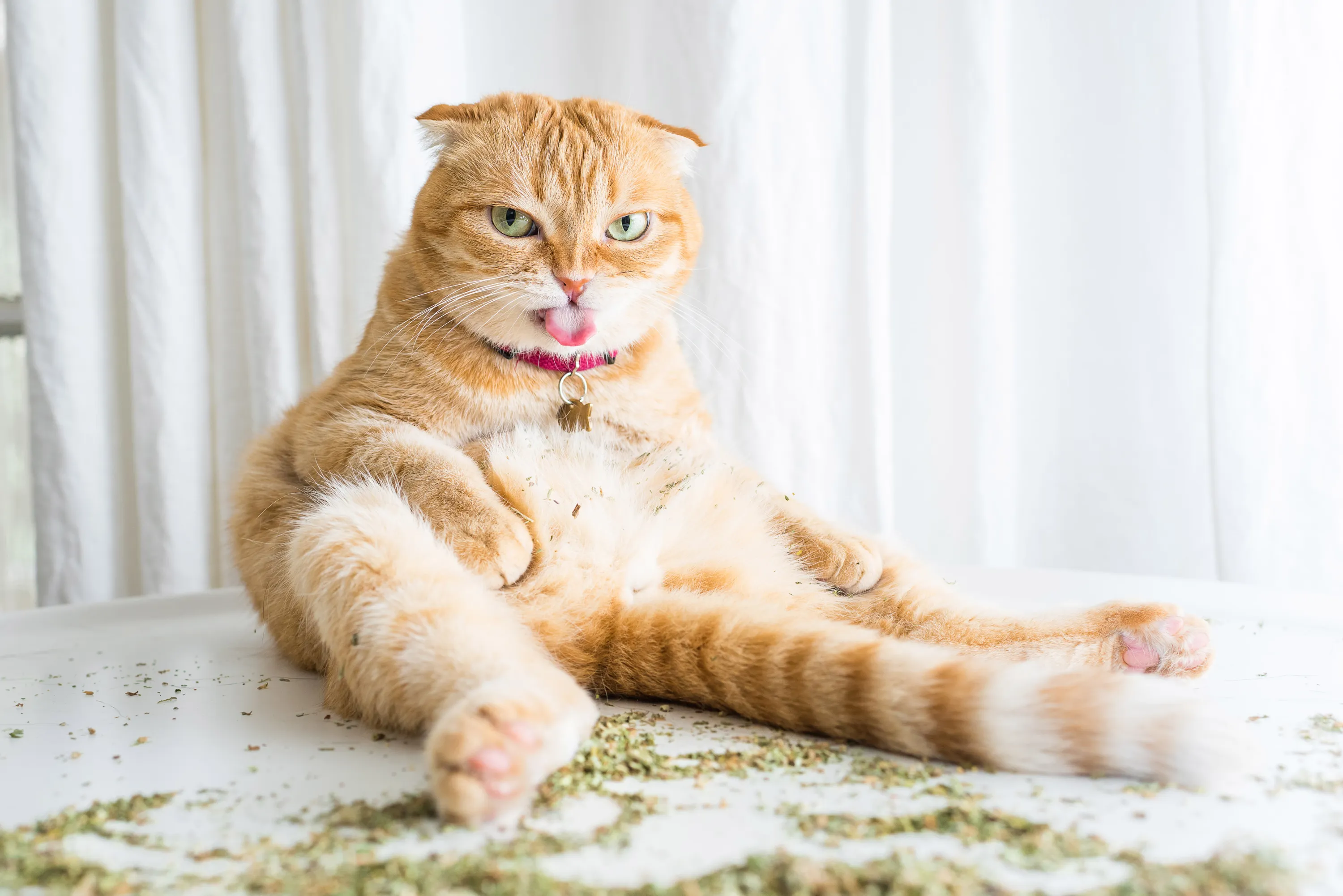 Catnip A Drug For Cats 