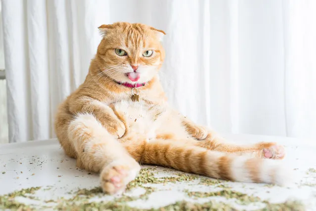 After Andrew Marttila discovered his roommate’s cat’s affinity for catnip, the then hobby photographer attempted to capture the kitty’s amusing facial contortions with his camera phone. (Photo by Andrew Marttila/Caters News Agency)