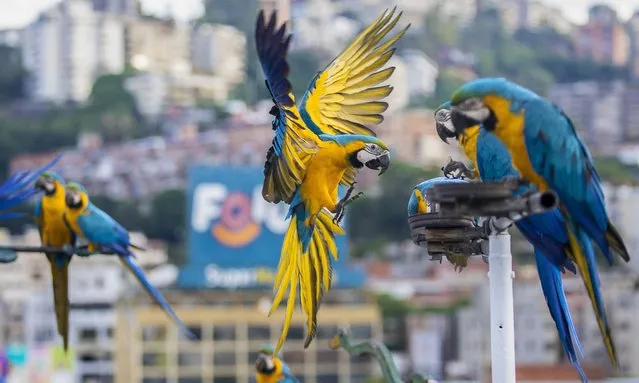 Blue and yellow macaws (Ara araurana) are seen ahead of the World Parrot Day in Caracas, Venezuela on May 7, 2023. (Photo by Pedro Rances Mattey/Anadolu Agency via Getty Images)