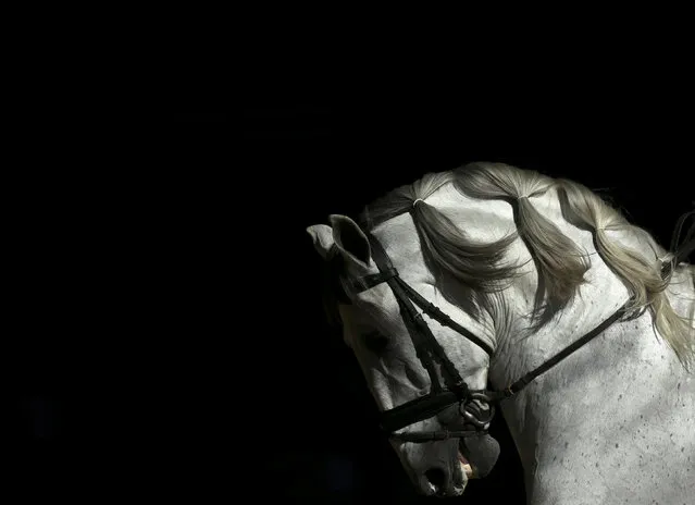 A purebred Spanish horse is seen during the Sicab International Pre Horse Fair which is dedicated in full and exclusively to the purebred Spanish horse in the Andalusian capital of Seville, southern Spain November 16, 2016. (Photo by Marcelo del Pozo/Reuters)