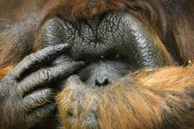 A Bornean male orangutan is pictured at the zoo in Usti nad Labem, Czech Republic on December 17, 2015. (Photo by Slavek Ruta/Shutterstock/Rex Features)