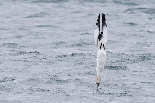 Strong winds force bait fish close to the shallows as Seagulls and Cormerants take advantage along on Sandringham foreshore on July 23, 2018 in Melbourne, Australia. A severe weather warning has been issued by the Bureau of Meteorology, with damaging winds expected later in the day. Victorians have been warned to take precautions before the worst gusts hit the state in the afternoon and evening. (Photo by Michael Dodge/Getty Images)