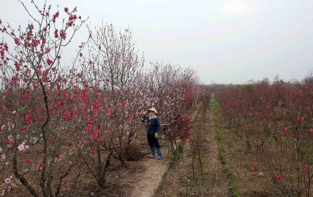 A farmer tends to peach blossom flowers for sale at a field in Hanoi February 6, 2015. (Photo by Reuters/Kham)