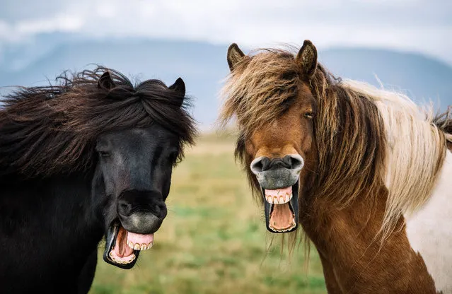 Two horses appear to burst into laughter before a sweet embrace. The horses both turn their head to look at the camera and flash their teeth, treating the lucky photographer to a rare shot. Moments later the pair show their affectionate side by coming together and “hugging”. Photographer Nir Amos, 34, said he was “amazed” to capture the horses “laughing” in a field near Skógar, in the south east of Iceland on July 31, 2018. (Photo by Nir Amos/Solent News & Photo Agency)