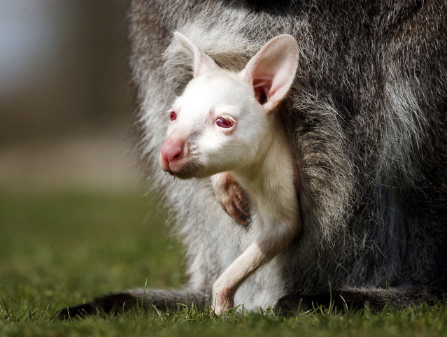 A rare, albino lockdown joey wallaby peers out of its mother's pouch at Yorkshire Wildlife Park, near Doncaster, England, Wednesday April 7, 2021. Staff at the wildlife park are preparing the attraction ahead of reopening to the public on April 12, when further lockdown restrictions are eased. The new arrival was born to one of the senior wallabies at the park during its enforced closure to the Covid restrictions and is thought to be the first albino wallaby at the attraction. (Photo by Danny Lawson/PA Wire via AP Photo)