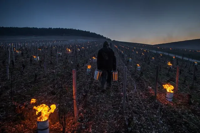 French winemakers work in a vineyard as anti-frost candles burn in Chablis, Burgundy, France, 14 April 2021, as temperature dropped below zero degree for eight days in row. A frost wave has devastated prospective crops on vineyards across the country, prompting Minister of Agriculture and Food, Julien Denormandie to annouce “the greatest agronomic disaster of the beginning of the 21st century”. (Photo by Christophe Petit Tesson/EPA/EFE)