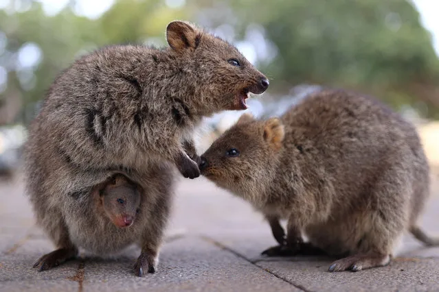 A quokka carries its baby in its pouch in Rottnest Island, Australia on July 30, 2023. (Photo by Luisa Gonzalez/Reuters)