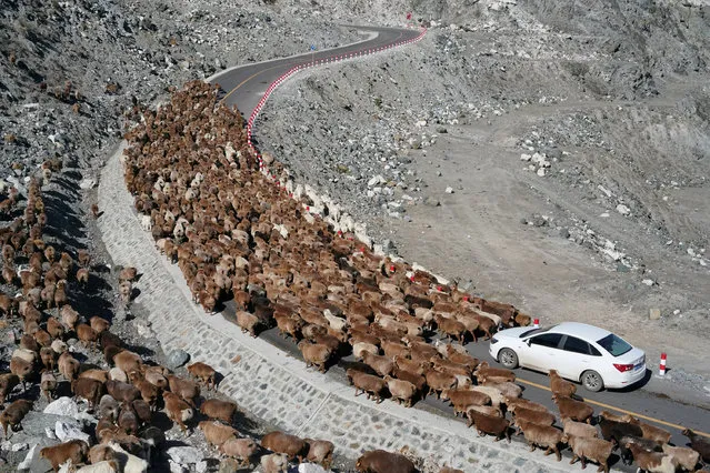 Sheep throng a road near a Koktokay mine pit during seasonal migration in Altay Prefecture, Xinjiang Autonomous Region, China September 19, 2018. (Photo by Reuters/China Stringer Network)