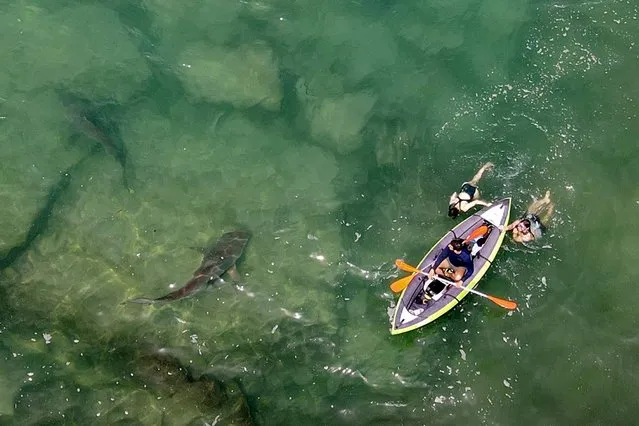 This picture taken on April 20, 2021 shows an aerial view of sharks swimming near an inflatable kayak in the shallow Mediterranean Sea water off the Israeli coastal town of Hadera north of Tel Aviv. Dozens of sandbar (Carcharhinus plumbeus) and dusky sharks (Carcharhinus obscurus), which can grow up to three meters in length, have gathered off the coast of northern Israel, where the waters of the Mediterranean are warmer due to the impact of the Orot Rabin power plant, prompting the authorities to warn residents to stay away. The sharks, which are known to frequent the waters, can grow up to three metres (10 feet) in length. Of the two species, sandbar sharks are not considered dangerous to humans. (Photo by Jack Guez/AFP Photo)