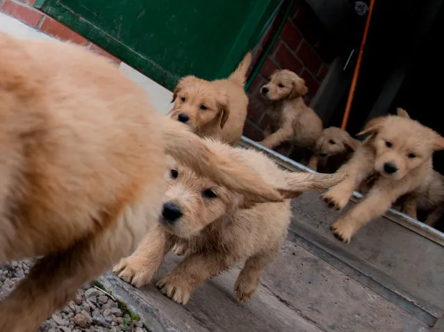 50- day- old Golden Retriever puppies are seen at the Chilean police canine training school in Santiago, on October 09, 2018. Two hundred dogs of different breeds, such as German Shepherd, Belgian Shepherd, Labrador, Golden Retriever and Swiss Shepherd, are trained at the training school located in the San Cristobal hill, a green lung in downtown Santiago. (Photo by Martin Bernetti/AFP Photo)