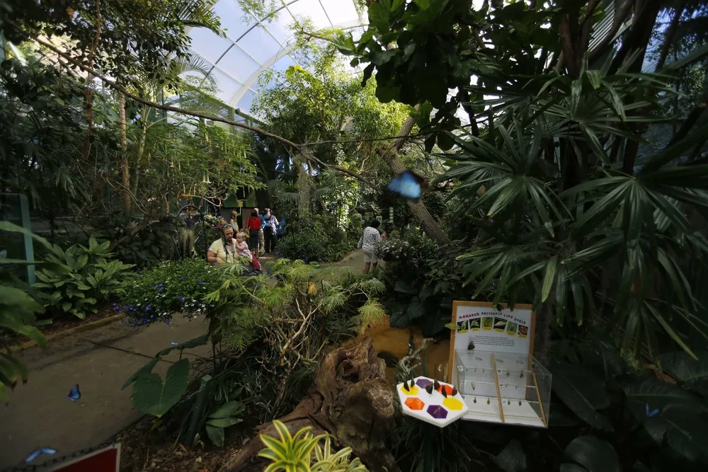 Butterflies at the San Diego Zoo Safari Park