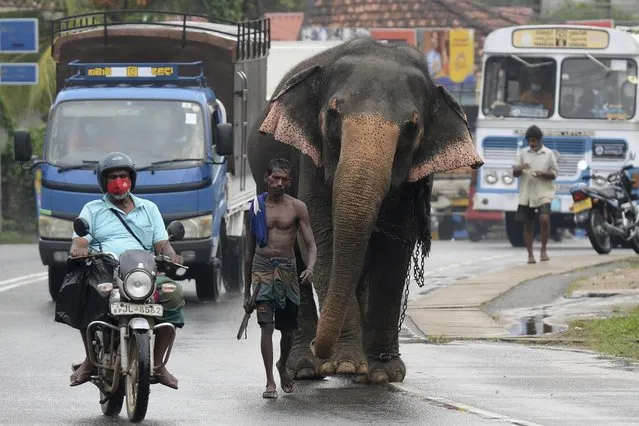 A mahout walks next to his elephant through a busy street in Horana, a suburb of Sri Lanka's capital Colombo on March 23, 2021. (Photo by Lakruwan Wanniarachchi/AFP Photo)
