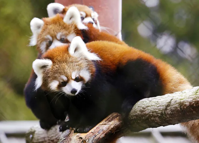 Twin red panda cubs Zeya, front, and her sister Ila, center, look out from a perch in their temporary outdoor enclosure with mom Hazel during a media preview of the animals at the Woodland Park Zoo Wednesday, November 14, 2018, in Seattle. The five- month- old cubs are expected to make their public debut to zoo visitors November 23. The cubs are the first successful birth of red pandas at the zoo in 29 years and are among five red pandas now there. Fewer than 10,000 red pandas remain in their native habitat of bamboo forests in China, the Himalayas and Myanmar. (Photo by Elaine Thompson/AP Photo)