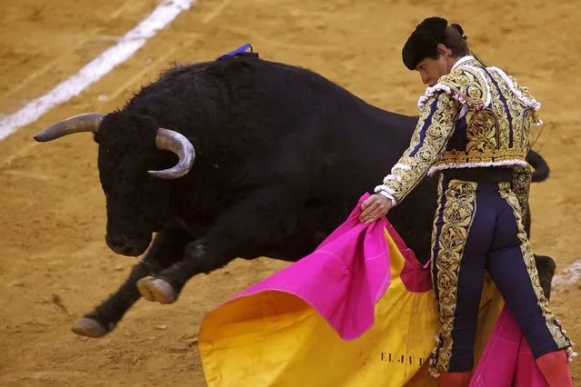 Spanish bullfighter Julian Lopez “El Juli” performs a pass to a bull during a bullfight at the Malagueta bullring in Malaga, southern Spain, April 4, 2015. (Photo by Jon Nazca/Reuters)