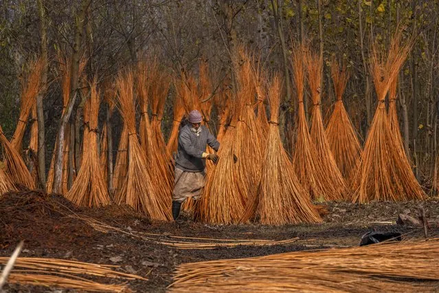 A Kashmiri villager inspects wicker sticks left for drying after peeling the cover on the outskirts of Srinagar, Indian controlled Kashmir, Thursday, November 16, 2023. (Photo by Dar Yasin/AP Photo)