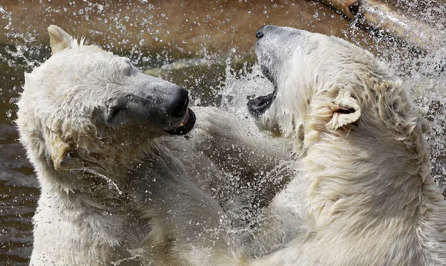 Four-year-old polar bears, brothers Gregor and Aleut, play in the water in early spring sunshine at their enclosure at the Zoo in Warsaw, Poland, on Wednesday, April 8, 2015. The polar bears were born in Germany. (Photo by Czarek Sokolowski/AP Photo)