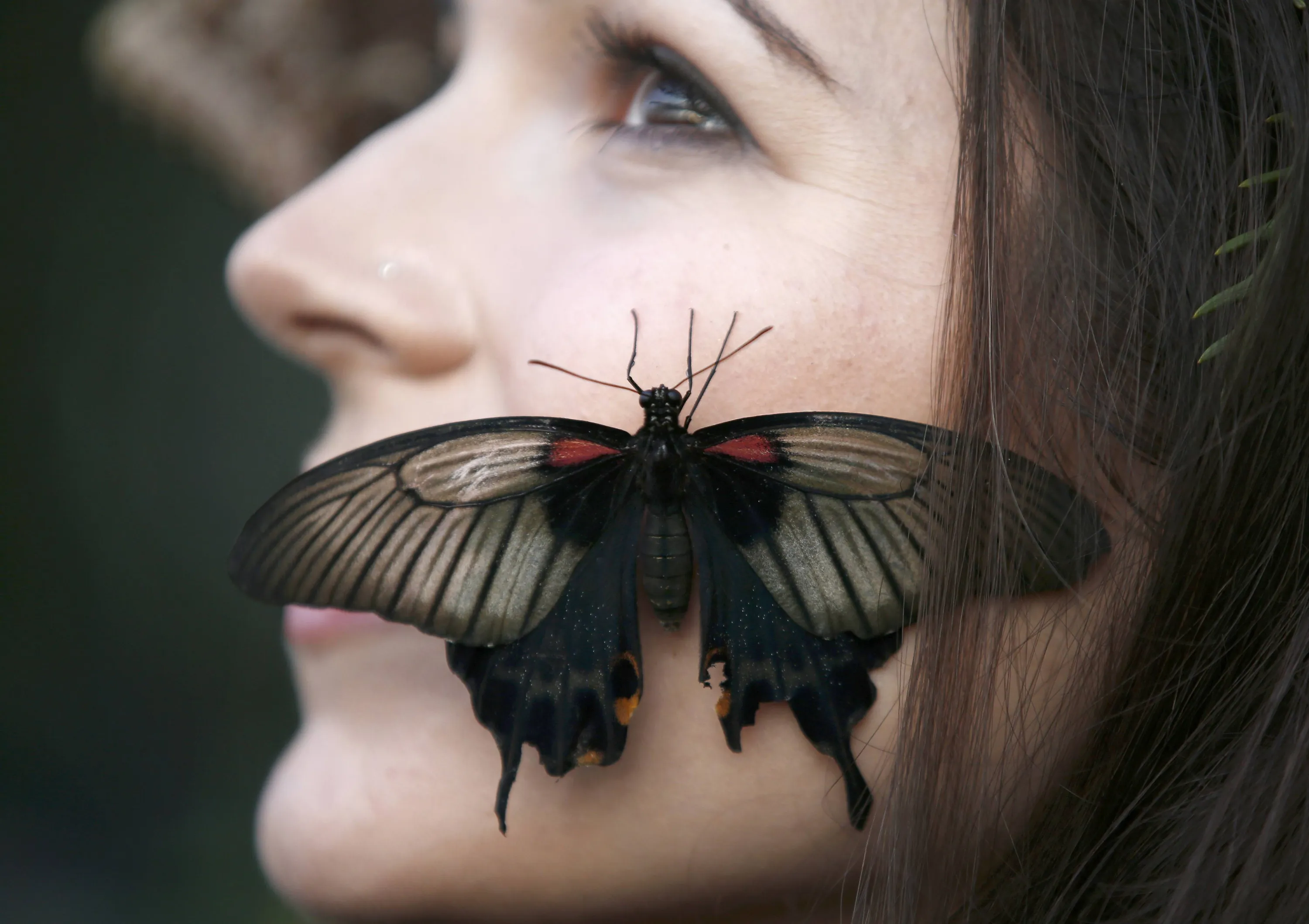 Бабочка с лицом на крыльях