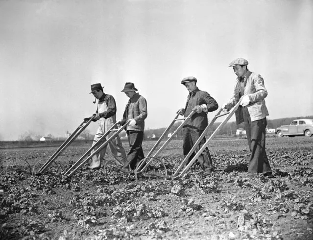 Four Chinese New Yorkers, answering the call for laborers to produce food required by the war effort, cultivate spinach on a farm near Albany, N.Y., May 6, 1943. Left to right: Hon Ying, Chen Ah Sue, Sing Ah Jang, and Wong Ah Sei. All were farmers in their native land. (Photo by AP Photo)