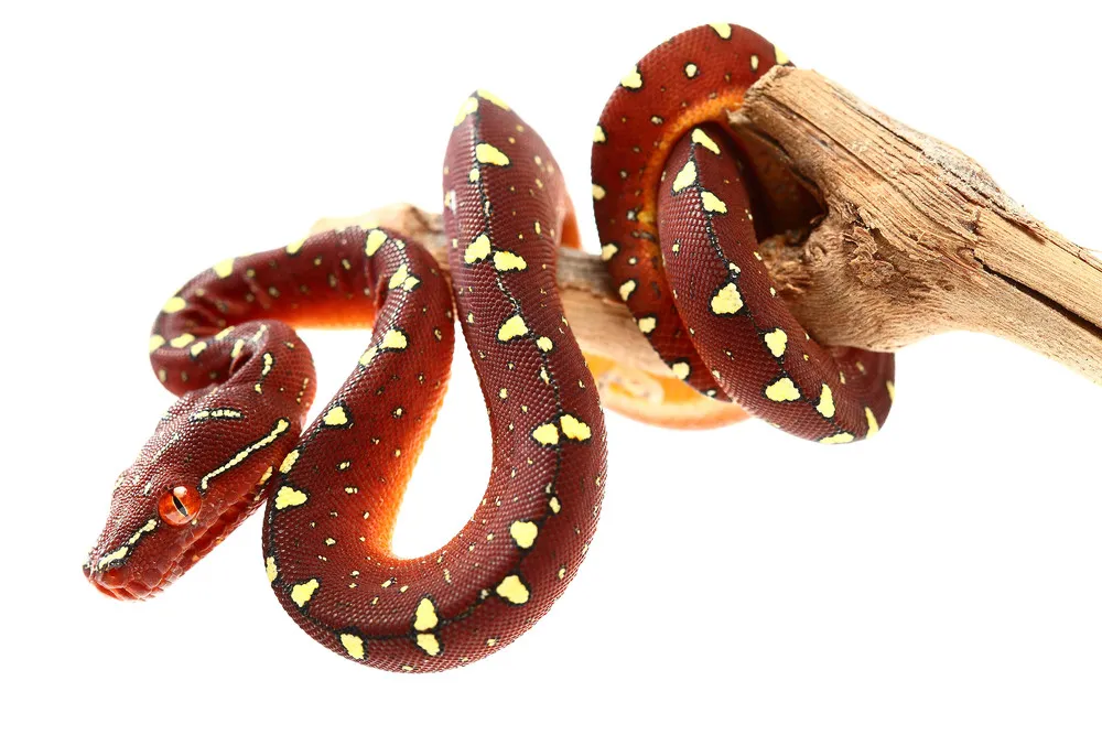 Reptiles – Life on White