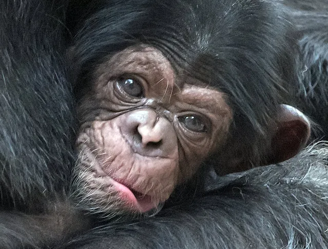 A baby chimpanzee relaxes on its mother Swela at the Leipzig Zoo in Leipzig, central Germany, Thursday, April 23, 2015. (Photo by Jens Meyer/AP Photo)