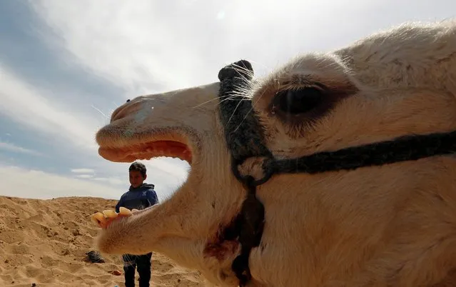 Abdallah, a 7-year-old jockey, looks on during the opening of 18th International Camel Racing festival at the Sarabium desert in Ismailia, Egypt, March 12, 2019. (Photo by Amr Abdallah Dalsh/Reuters)