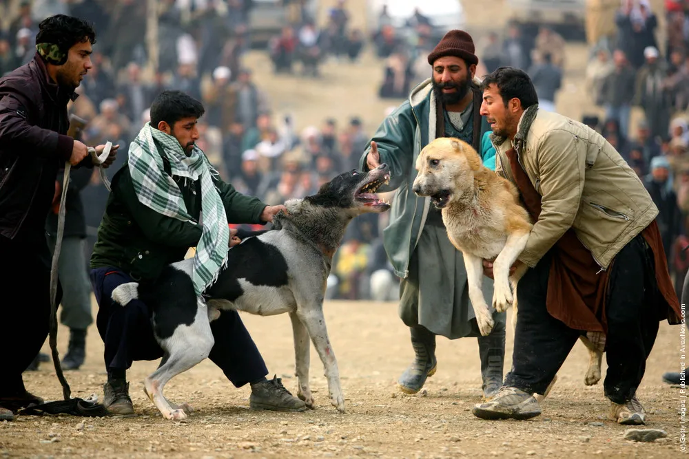 Afghan Dog Fighting