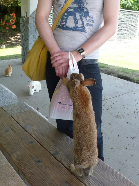 Rabbit Island in Japan