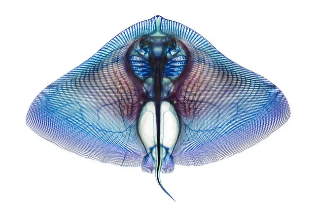 This image of the butterfly ray (Gymnura crebripunctata) helped scientists study the joints in its wings. (Photo by Adam Summers)