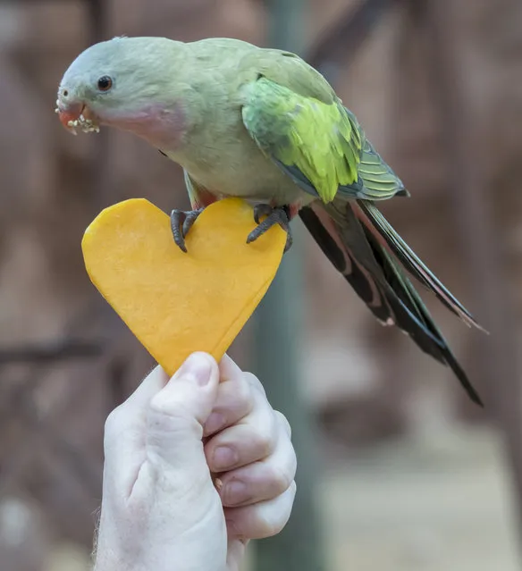 Princess parrots enjoy a heart shaped pumpkin enrichment treat at Wild Life Sydney Zoo on February 14, 2017 in Sydney, Australia. (Photo by James D. Morgan/Getty Images)