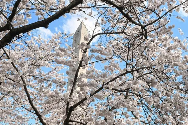The Washington Memorial lifts above blooming Cherry trees near the tidal basin in Washington, DC, on March 17, 2024. Washington's cherry blossoms marked the second-earliest peak bloom in more than a century of records. (Photo by Roberto Schmidt/AFP Photo)