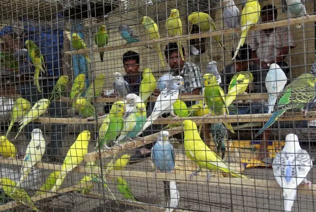 Bird vendors wait for customers at a roadside stall in Agartala, India, March 23, 2016. (Photo by Jayanta Dey/Reuters)