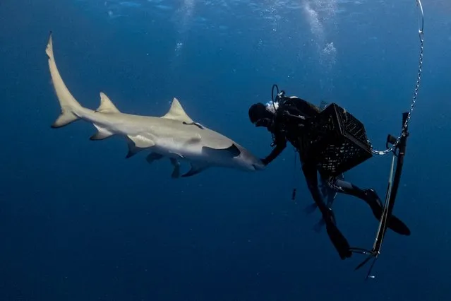 Jonathan Campbell, Shark Diving Guide, places his hand on a Lemon Shark's nose, off Jupiter, Florida, on February 24, 2024. Florida is the place in the world with the most shark attacks in 2023. The news might make you rethink those well-deserved vacations on the state's beaches; but experts have a message for you: these animals are not the sea monsters you imagine. “It's the place where I'm the calmest”, says Campbell. “In the movies, sharks are scary monsters, but in the water they're like shy puppies”. (Photo by Jesus Olarte/AFP Photo)