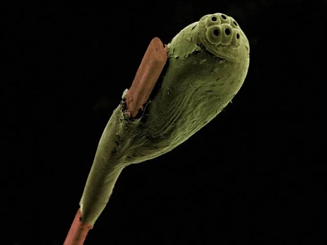 False-coloured scanning electron micrograph of a head louse egg (green) attached to a strand of human hair (brown). Head lice (Pediculus) feed on human blood and live in close proximity to the scalp. They lay eggs (nits) in sacs which firmly attach to individual strands of hair near the base of the shaft. Horizontal image width is 1.5 mm. (Photo by Kevin Mackenzie/University of Aberdeen/Wellcome Images)