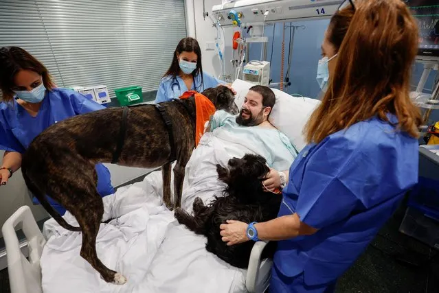 Patient Joel Bueno caresses theraphy dogs as the Affinity Foundation brings dogs to  comfort ICU (Intensive Care Unit) patients at Hospital del Mar in Barcelona, Spain, on April 18, 2024. (Photo by Albert Gea/Reuters)