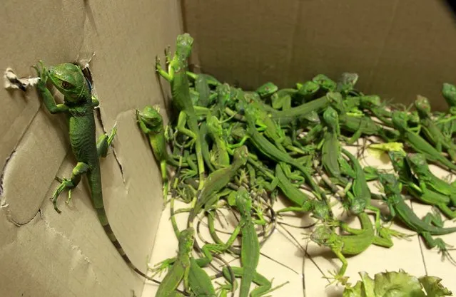 Rescued baby iguanas are pictured in a cardboard box, in an office of the Ministry of Environment in San Jose, May 25, 2015. (Photo by Juan Carlos Ulate/Reuters)