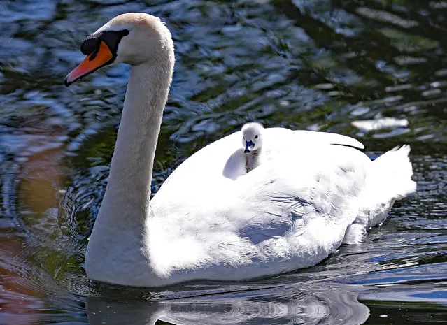 A swan with a cygnet on its back on the Royal Canal near Phibsborough in Dublin, Ireland on June 17, 2019. (Photo by Niall Carson/PA Wire Press Association)
