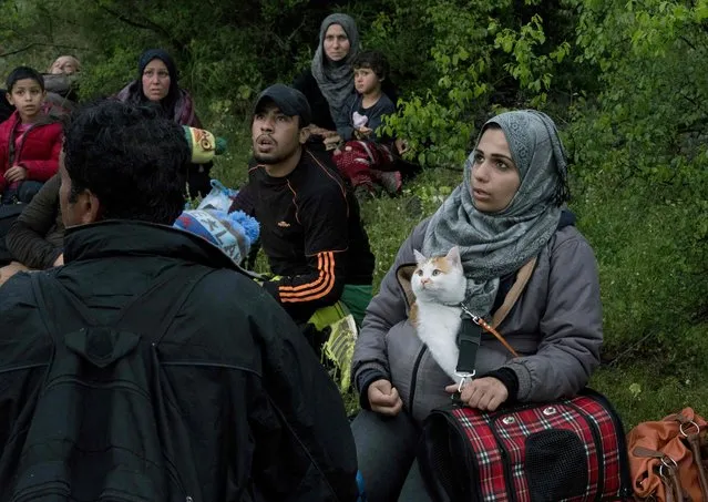 A group of Syrian rest while on the run in a forest in Macedonia after illegally crossing Greek-Macedonian border near the city of Gevgelija on April 23, 2016. Some 50,000 people, many of them fleeing the war in Syria, have been stranded in Greece since the closure of the migrant route through the Balkans in February. (Photo by Joe Klamar/AFP Photo)