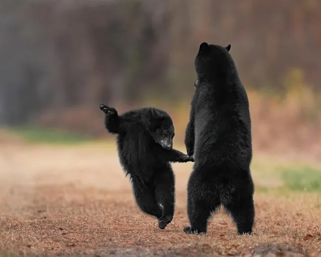 A black bear cub performs for its mum at the Pocosin Lakes National Wildlife park in North Carolina, US in January 2022. (Photo by Jennifer Hadley/Animal News Agency)