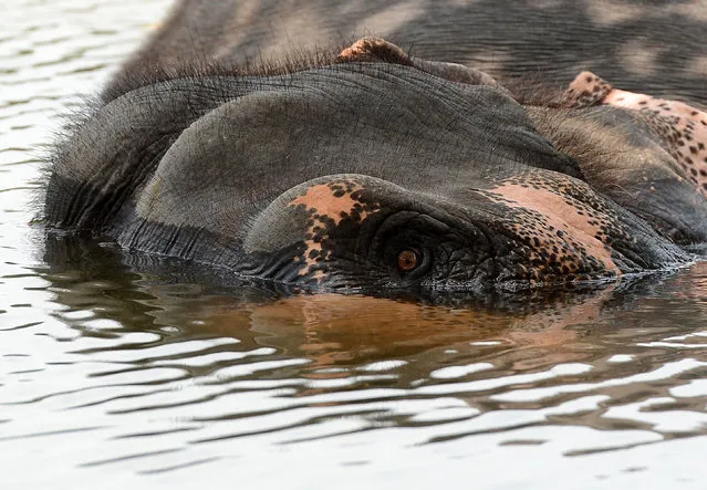 A Sri Lankan elephant bathes in a river at Bandaragama on the outskirts of Colombo on March 22, 2017,  on World Water Day. (Photo by Lakruwan Wanniarachchi/AFP Photo)
