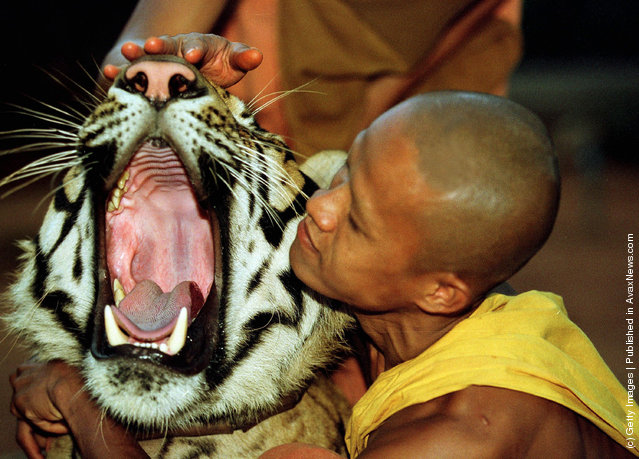 A tiger is fed a meal of dog food and chicken bones at the Wat Pa Luangta Bua monastery in Kanchanaburi, Thailand